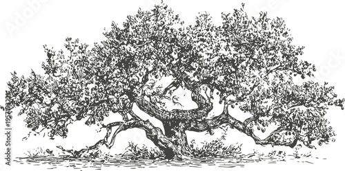 Detailed vintage oak tree illustration with spreading branches and dense foliage in black and white