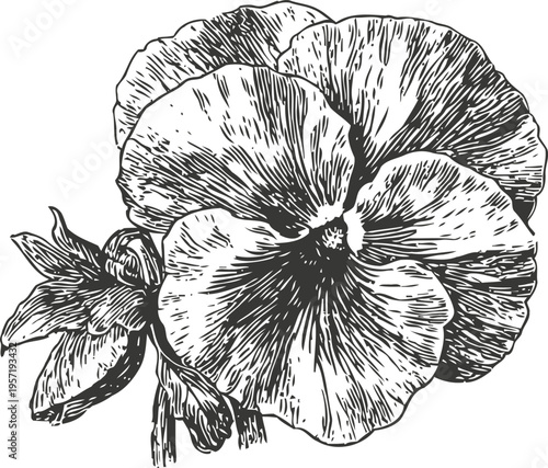 hand drawn pansy flower sketch detailed vintage botanical illustration of garden plant bloom with leaves and petals