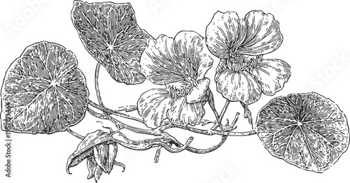 Vintage botanical illustration of flowering nasturtium vine with round leaves and detailed petals