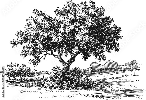 old olive tree in countryside field with bushes and distant trees landscape sketch