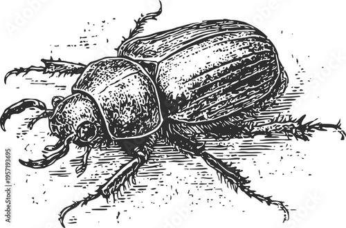 Detailed vintage engraving of a stag beetle with large mandibles and textured body