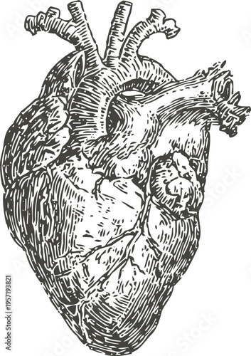 Detailed anatomical human heart illustration with visible veins and arteries in black ink