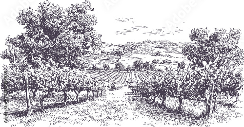 Rustic vineyard landscape with rows of grapevines and distant hills in detailed ink drawing