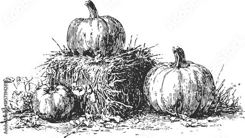 Vintage black and white illustration of pumpkins on haystack with autumn plants and leaves