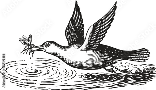 Kingfisher bird catching a dragonfly from water surface with wings spread wide