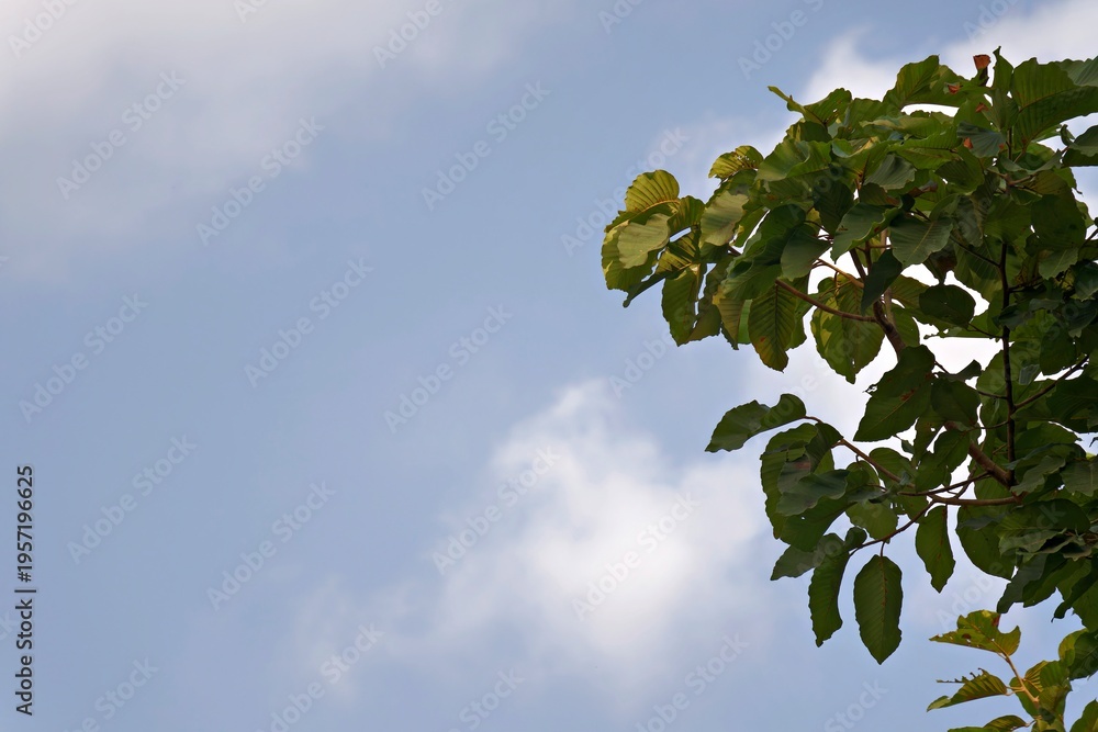 Fototapeta premium Green tree foliage extending against a soft cloudy sky, symbolizing serenity, growth, and the quiet harmony of nature in summer