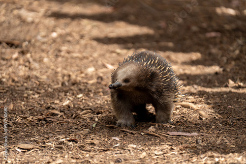 Foto Ameisenigel Austrlalien Tasmanien Tier