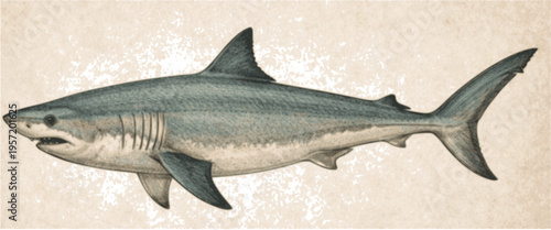 Vintage Shark Engraving Illustration – Scientific Natural History Style