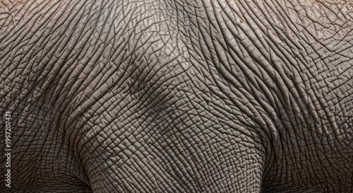 Elephant skin texture close-up of rough surface with intricate patterns
