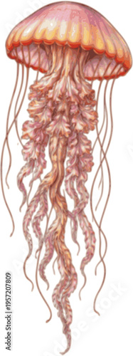 Vintage Jellyfish Illustration – Hand Colored Scientific Engraving