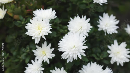 white chrysanthemums in the garden.