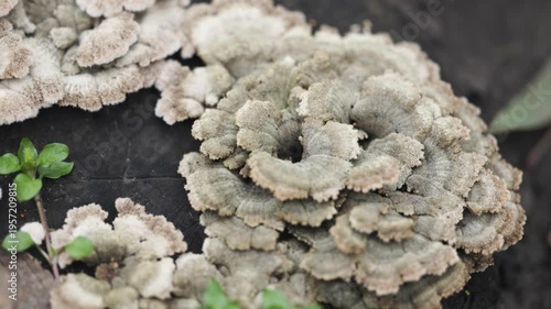 Jamur grigit called split gill Schizophyllum commune mushroom grow on a tree trunk.