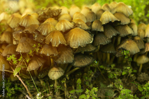 Group of edible oyster species fungi sprouting from wood in a wild environment