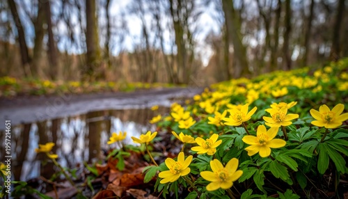 Yellow Anemone Flowers Blooming Beside a Forest Path in Spring.
