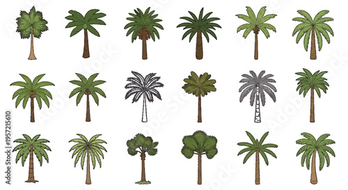 Vector illustration of set of various palm trees