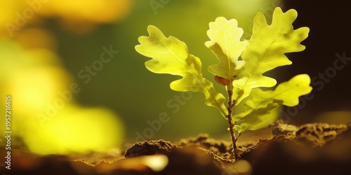 Young Oak Tree Sapling Growing From Soil, Symbolizing New Beginnings And Growth Concepts