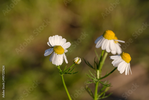 The medicinal chamomile (Matricaria chamomilla) close-up