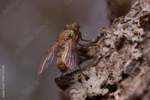 Delia antiqua onion fly sitting on tree bark in nature macro shot