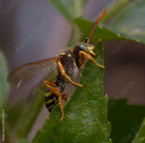 Nomada goodeniana nomad bee resting on a green leaf edge in nature