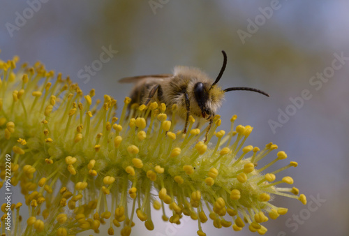Andrena solitary mining bee foraging on yellow willow catkin in spring