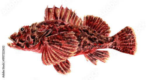 オニオコゼ手描き水彩画