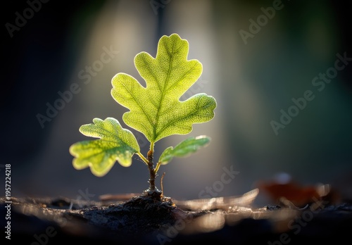 Resilient Oak Sapling Emerging From the Earth, Symbolizing Growth, Renewal, and New Beginnings in a Natural Setting