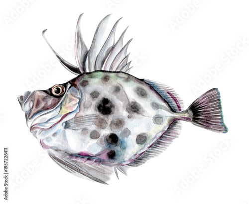 カガミダイ手描き水彩画