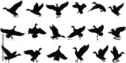 Flying ducks and mallards black silhouette vector set, waterfowl birds landing and taking off icons, cad drawing flat vector illustration, flavector.