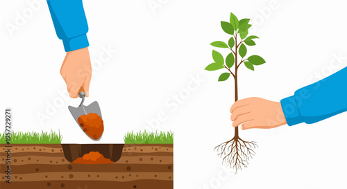 Hands planting a young tree seedling with roots into a dug hole in the ground, vector illustration