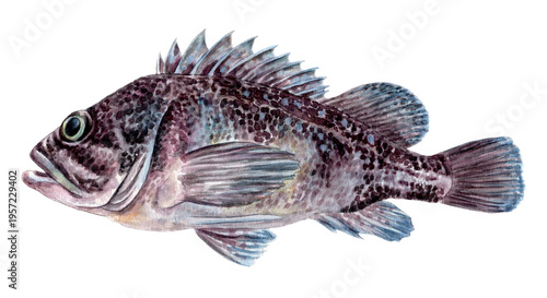 キツネメバル手描き水彩画