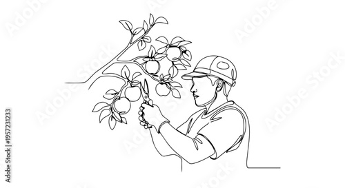 Man pruning fruit branch one line drawing. Continuous line art of gardener trimming orchard tree. Minimalist vector illustration