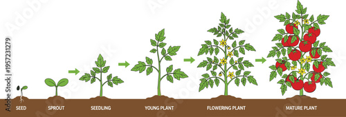 Vector illustration showing the life cycle of a tomato plant from seed sprout and seedling to flowering and mature plant with red tomatoes.