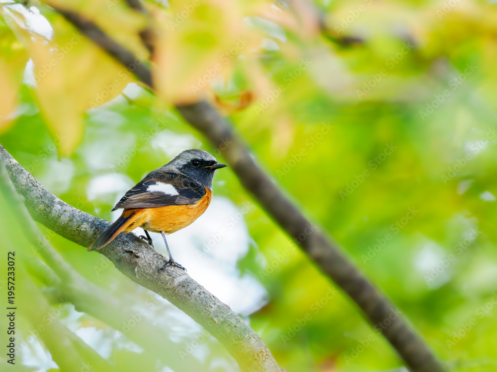 Obraz premium 秋の森に現れた冬鳥。ジョウビタキの雄。