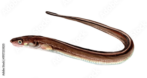 マアナゴ3手描き水彩画