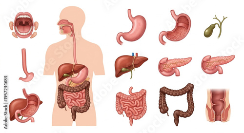 Human Digestive System Anatomy Vector Icon Set. Realistic Internal Organs Infographic Elements Isolated on White Background. Realistic
