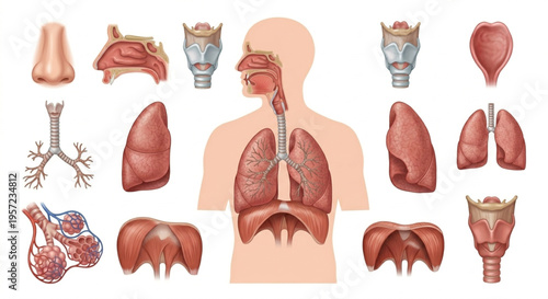 Human Respiratory System Anatomy Vector Set. Realistic Lungs and Airway Organs Collection Isolated on White Background . Realistic 