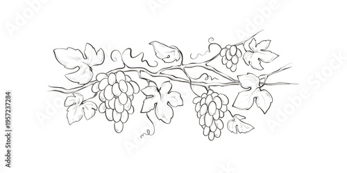 Design element for label - grapevine. Graphic vector illustration, sketch with bunches of grapes in lines, author's hand drawing.