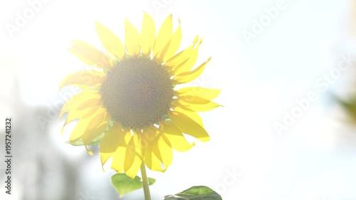 Bright and Cheerful Sunflower with Soft Focus and Natural Light in a Beautiful Garden Setting