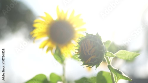 Captivating Sunflowers in Bright Sunlight with Green Leaves and Blurred Background in a Beautiful Summer Scene