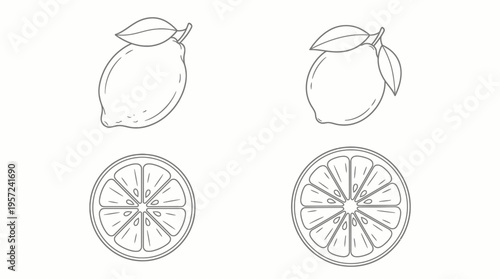Line art illustration of whole lemons and sliced citrus fruits, depicting their internal structure and fresh appearance.