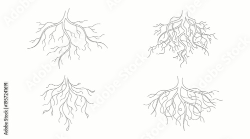 Four detailed line drawings illustrating various complex plant root systems on a white background.