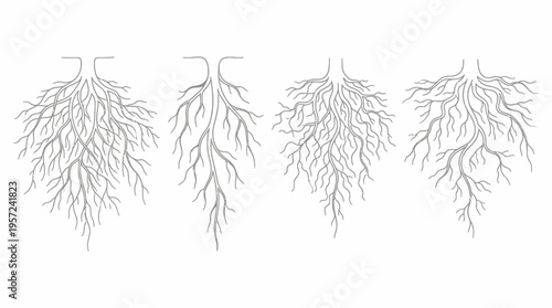 Detailed illustration of four distinct plant root systems showing varying densities and branching patterns.