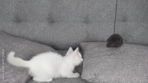 Playful White Kitten Exploring Cozy Couch with Gray Cushions and Soft Texture in Bright Indoor Setting