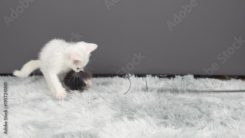 Playful White Kitten Exploring Soft Carpet in Indoor Living Space