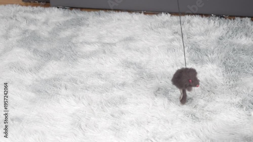 Playful Black Kitten Jumping on Soft White Rug Near Modern Furniture and Home Decor Items in Cozy Living Room Setting