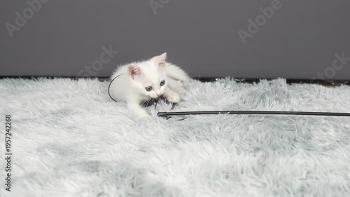 Playful White Kitten Engaging with Black String on Soft Fluffy Carpet Surface Indoors