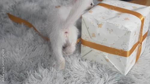 Playful White Kitten With Fluffy Fur Interacting With Colorful Gift Box During Festive Celebration