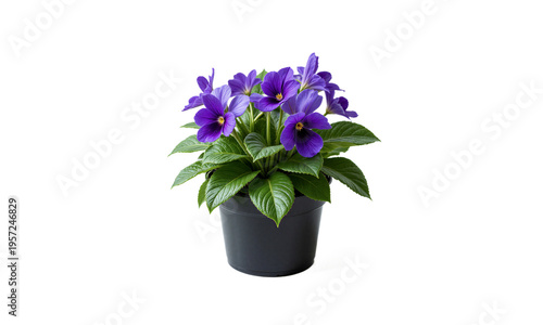 African Violet (Saintpaulia spp.) Small flowering plant with velvety, heart-shaped leaves and colorful purple, blue, or white flowers. African violets
