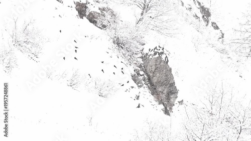 Flock of Alpine Cough under snowfall in the wild Alps (Pyrrhocorax graculus)