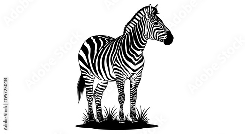Black and white zebra illustration standing in grass, isolated on white background